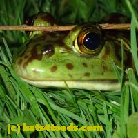 /home//u458753944/public_html/sourcegallery//////////Frogs/More bullfrogs/P6080143.JPG